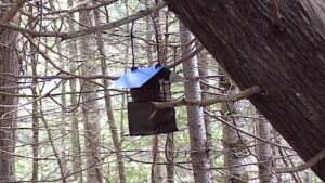 Metal bird cage with blue roof hangs from a small stubby branch of leaning cedar tree.